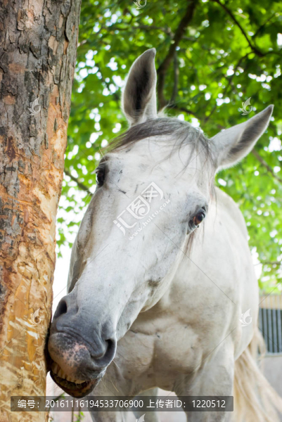 馬
