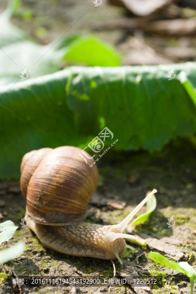蝸牛