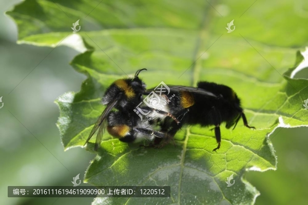 大黃蜂熊蜂有愛以后。