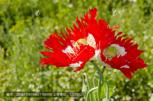 兩種罌粟花