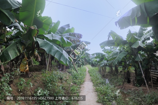 香蕉園
