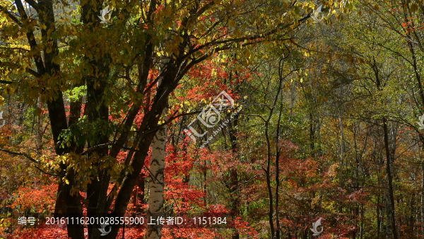 霜染紅葉