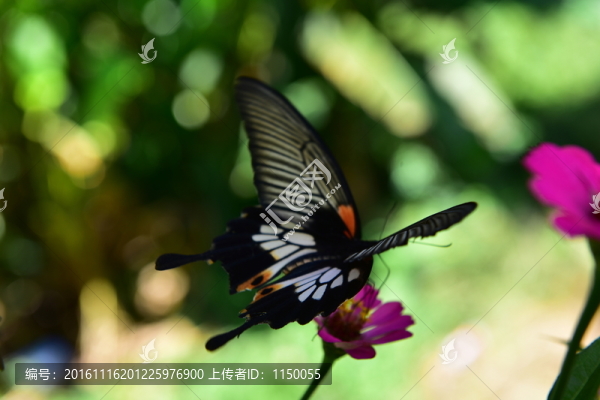 花戀蝶