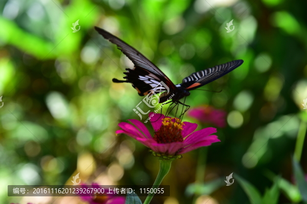 花戀蝶