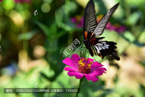 花戀蝶
