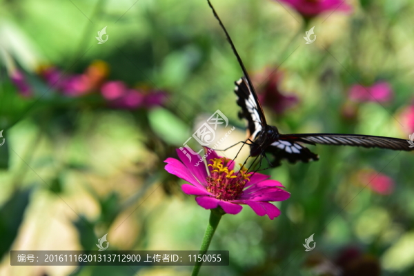 花戀蝶