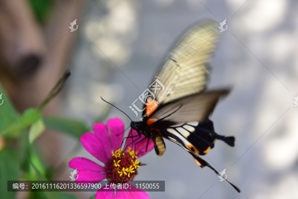 花戀蝶