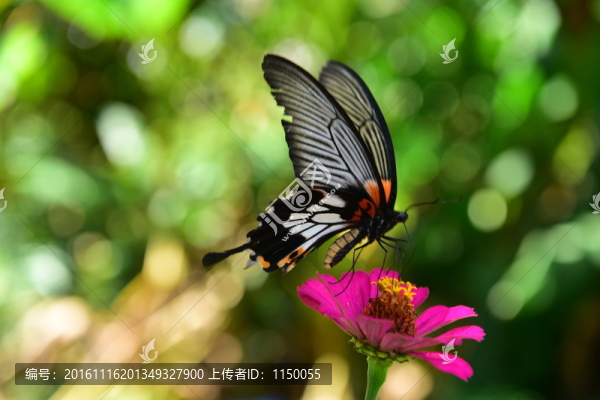 花蝴蝶