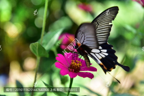 花蝴蝶