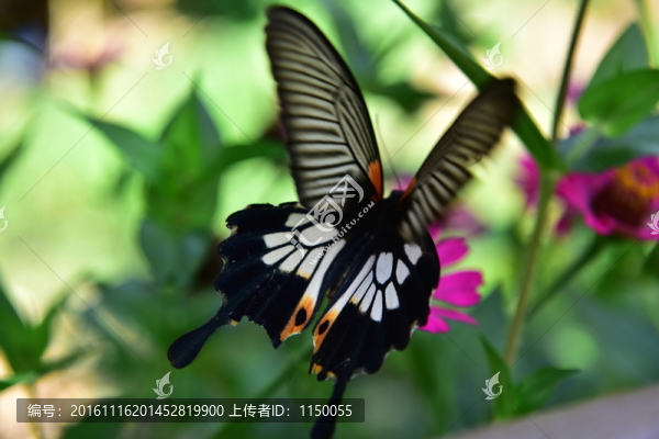 花蝴蝶