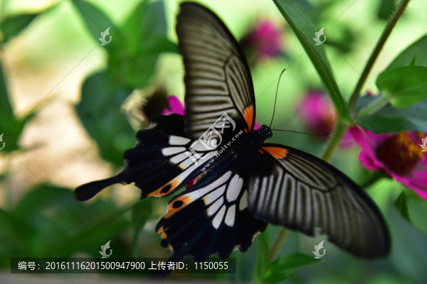 花蝴蝶
