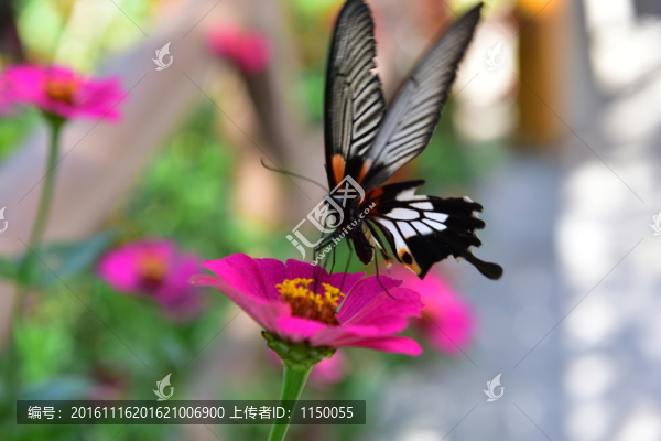 蝶戀花