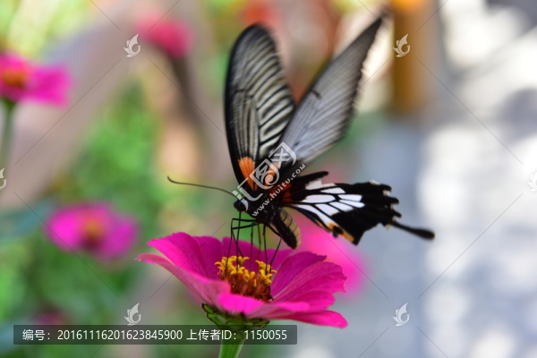 蝶戀花