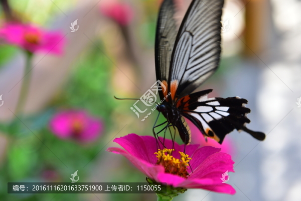 蝶戀花