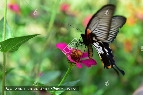 花朵蝴蝶
