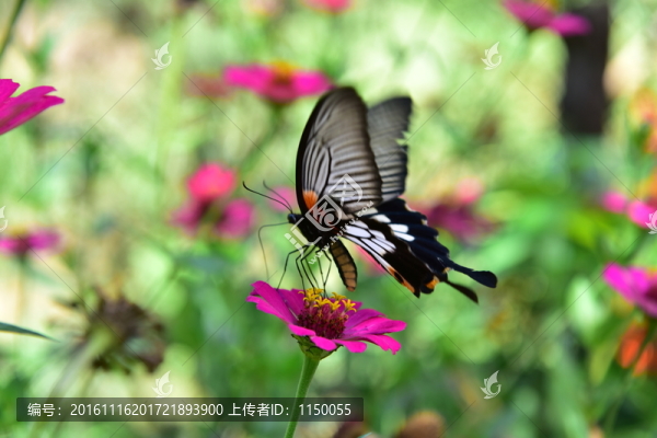 花朵蝴蝶