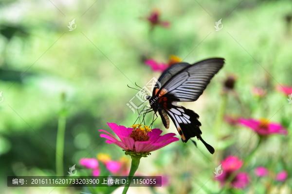 花朵蝴蝶