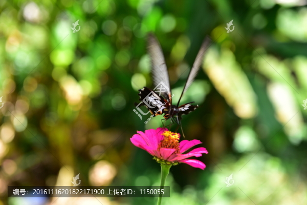 花朵蝴蝶