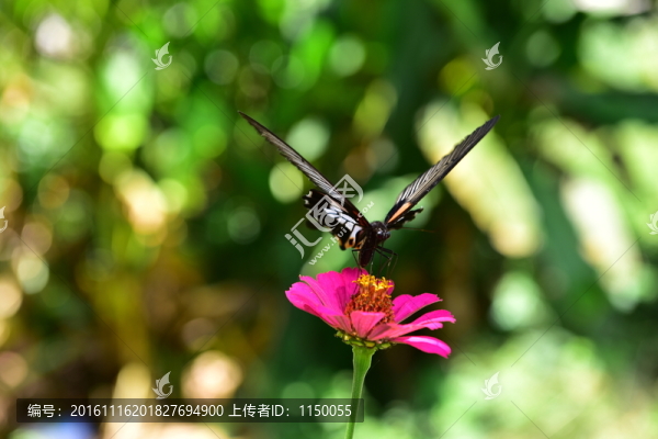 花朵蝴蝶