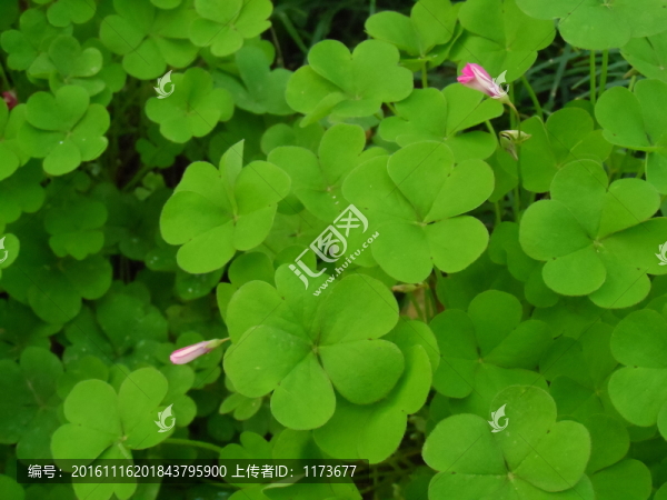 四葉草