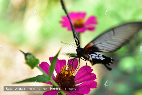 花戀蝶