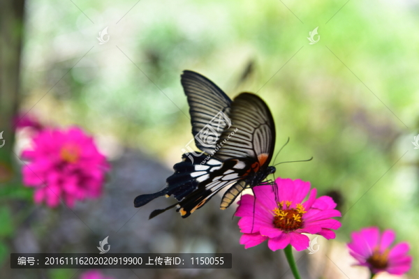 花戀蝶