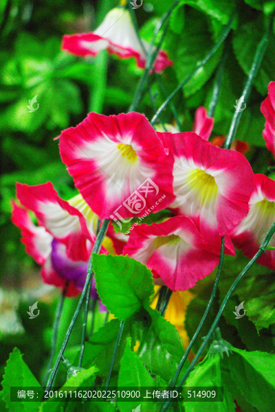 鮮花,鮮花店