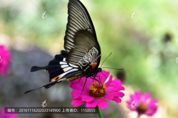 花戀蝶