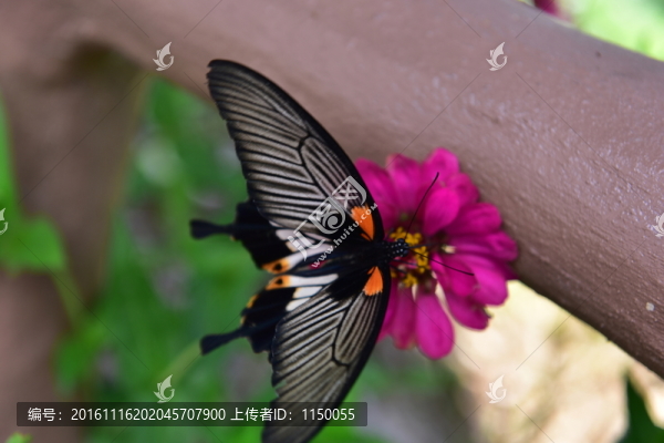 花戀蝶