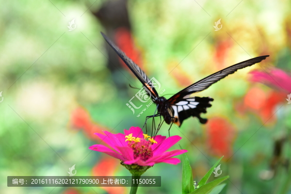 花戀蝶
