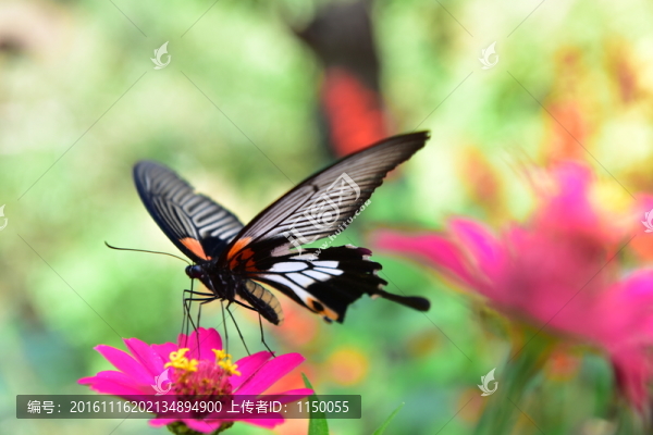 花戀蝶