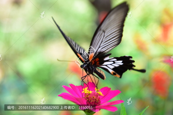 花戀蝶