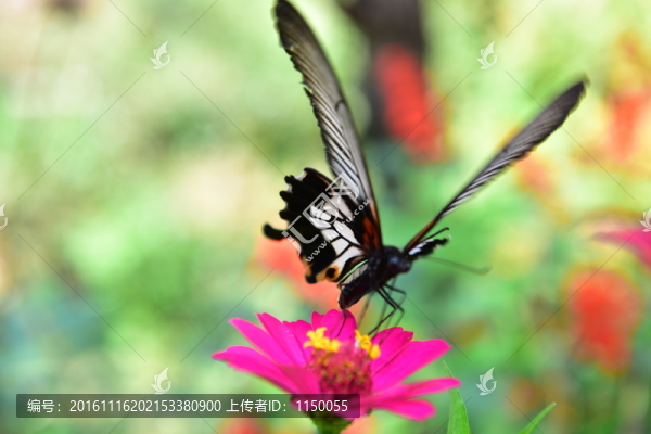 花戀蝶