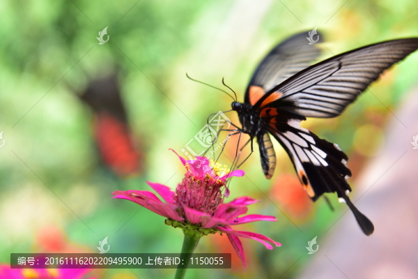 花戀蝶