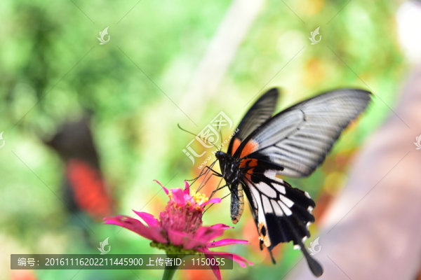 花戀蝶