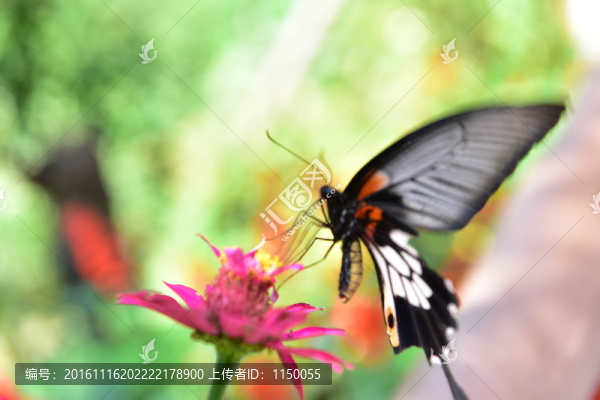 花戀蝶