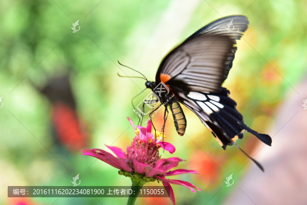 花戀蝶