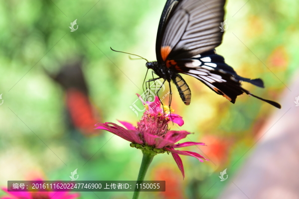 花戀蝶