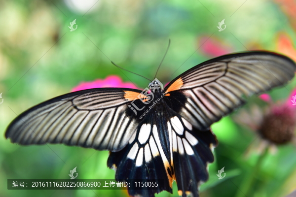 花戀蝶