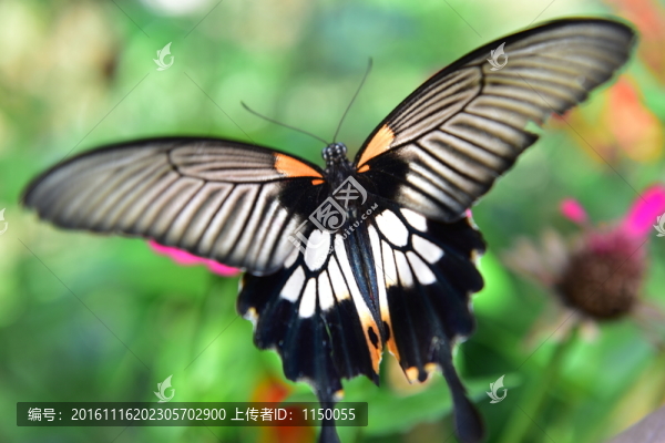 花戀蝶