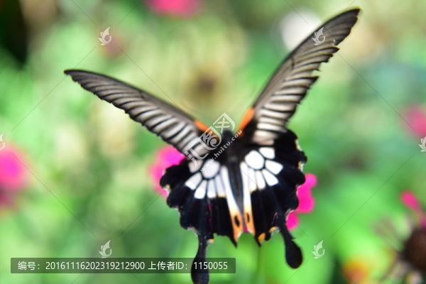 蝶戀花