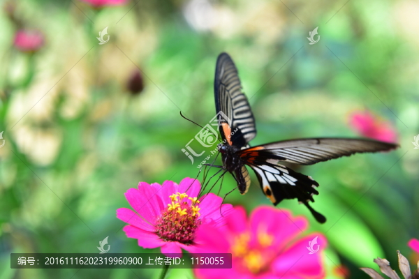 蝶戀花