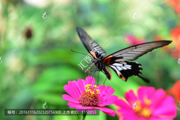 蝶戀花