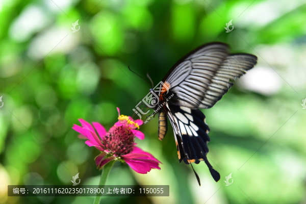 蝶戀花