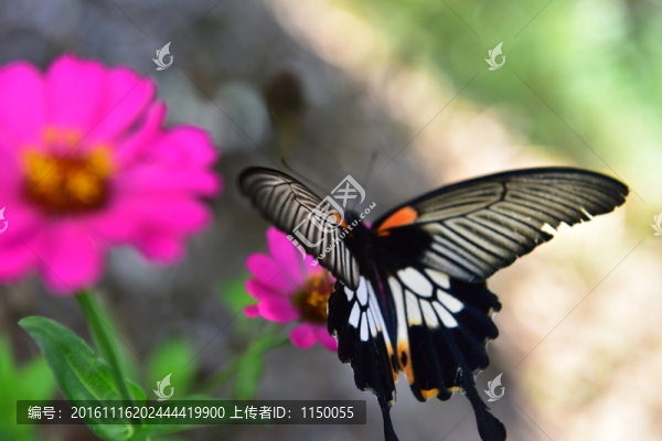 花蝴蝶