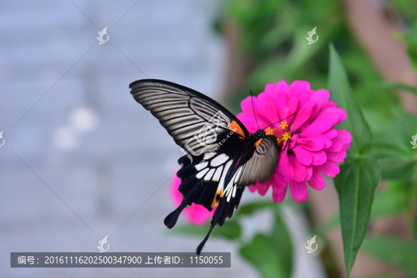 花蝴蝶