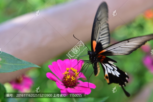 花蝴蝶