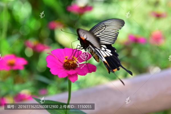 花蝴蝶