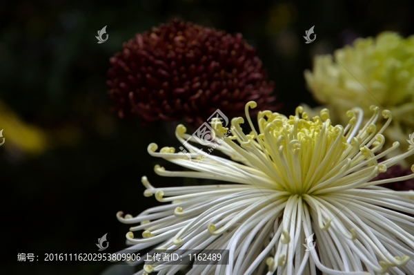 七秋菊花