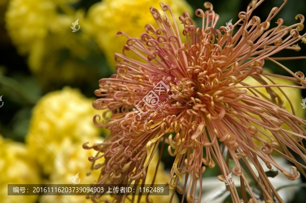秋菊花